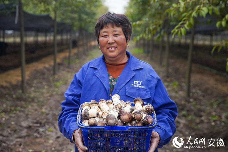 安徽蒙城，林菌喜獲豐收。人民網(wǎng)記者 陳若天攝