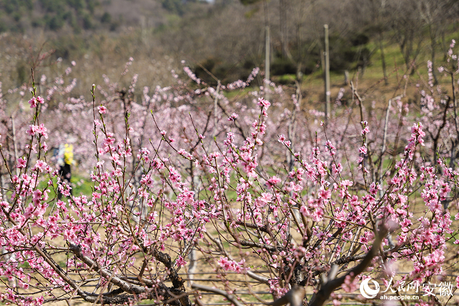 桃花村路兩旁的桃花競(jìng)相盛開(kāi)。人民網(wǎng)記者 李希蒙攝