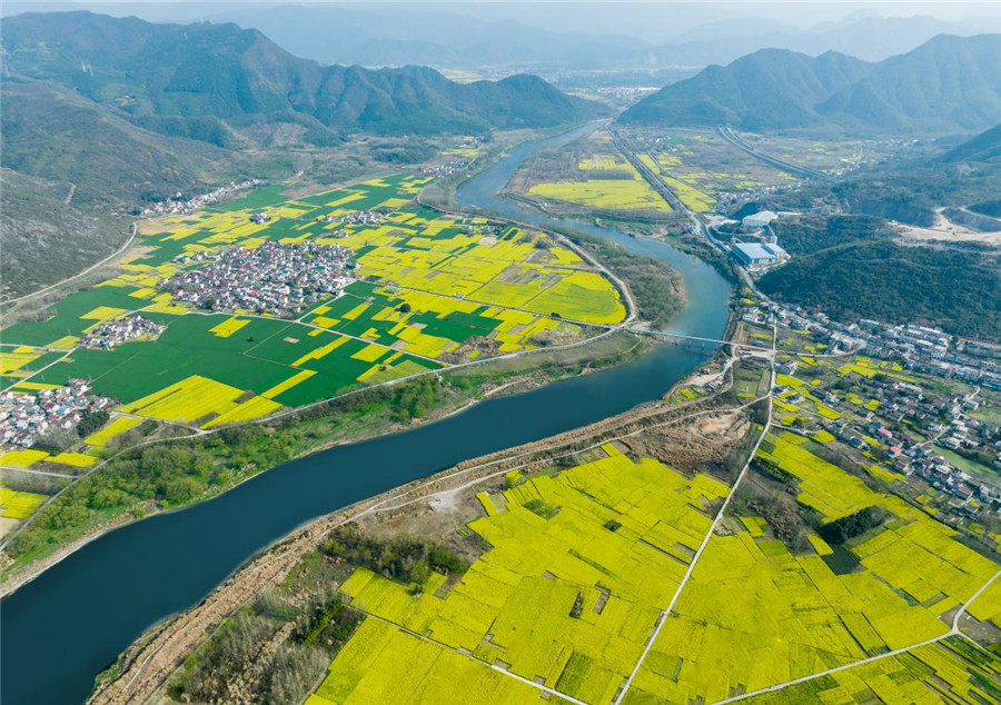 油菜花開綻放濃濃春意。