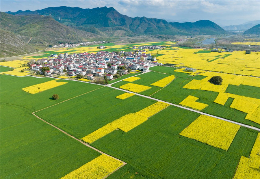油菜花開(kāi)綻放濃濃春意。