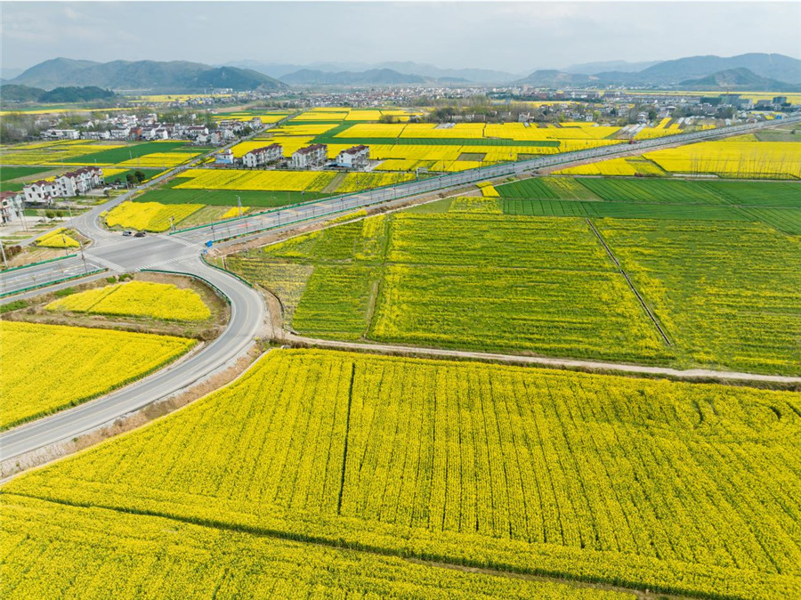 油菜花開(kāi)綻放濃濃春意。