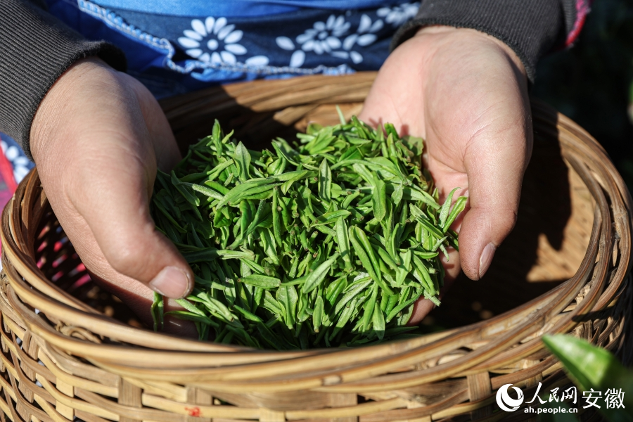 春茶搶“鮮”開(kāi)采忙。人民網(wǎng)記者 張俊攝