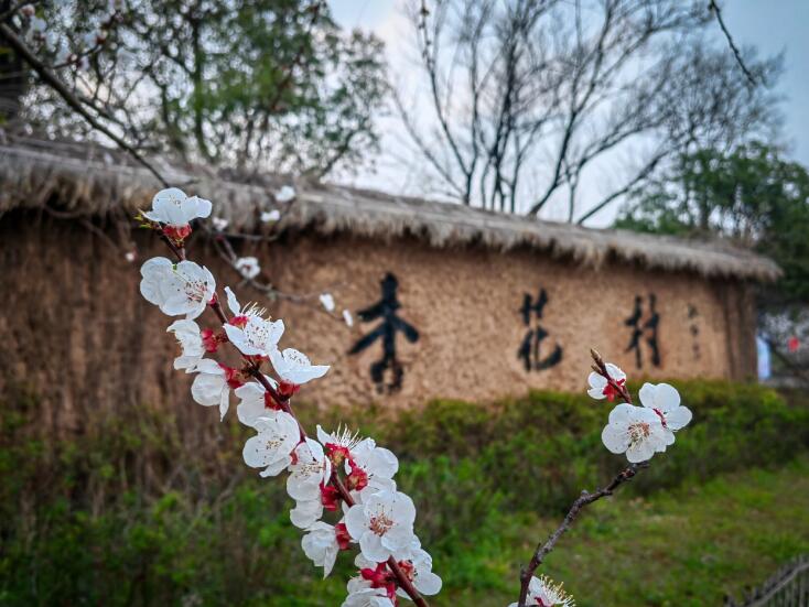 池州市杏花村美景。饒頤供圖