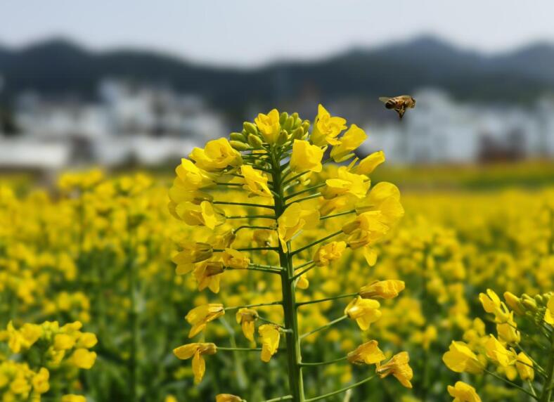 油菜花開美如畫。