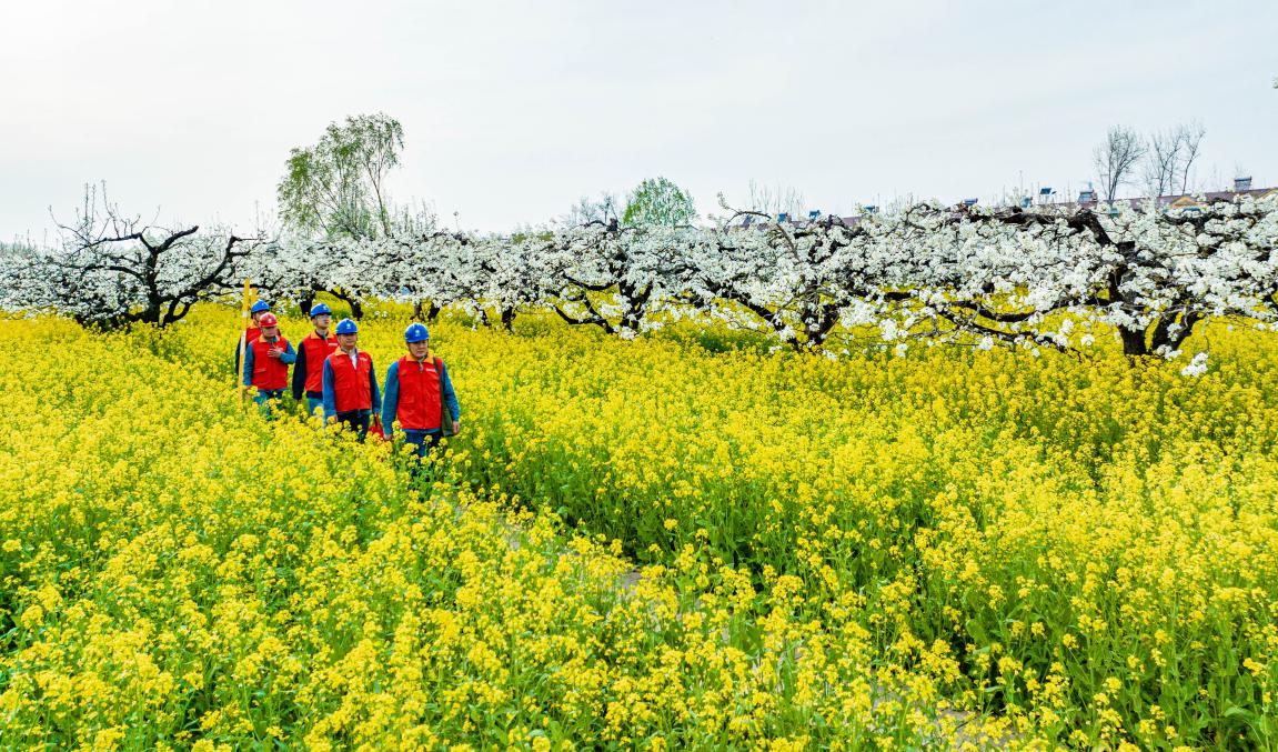 黨員服務(wù)隊(duì)隊(duì)員巡檢線路，保障宋疃鎮(zhèn)和村鄉(xiāng)村旅游用電無憂。王磊攝
