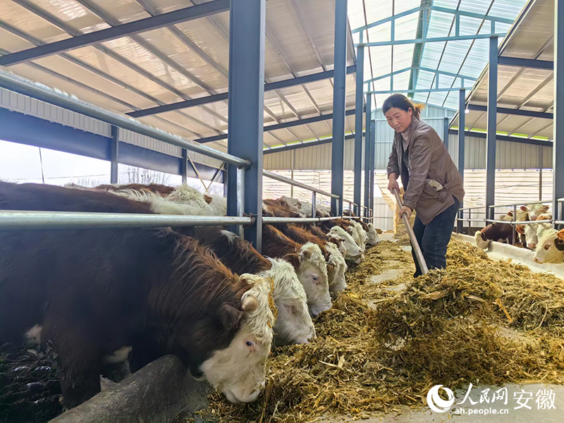 李春俠在給牛添飼料。人民網(wǎng)記者 韓震震攝