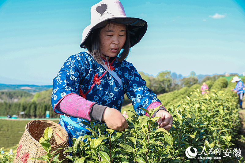 會(huì)寫(xiě)詩(shī)的王曦在茶園里采摘春茶。人民網(wǎng)記者 張俊攝