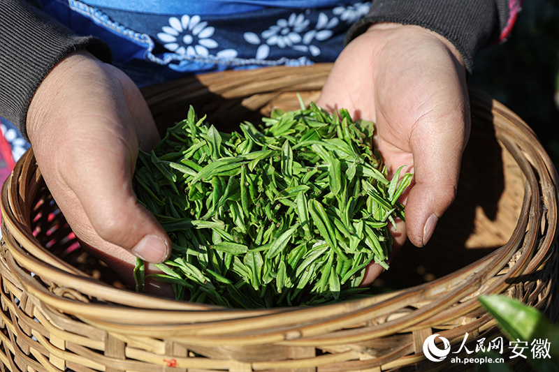 摘下的春茶鮮葉。人民網(wǎng)記者 張俊攝