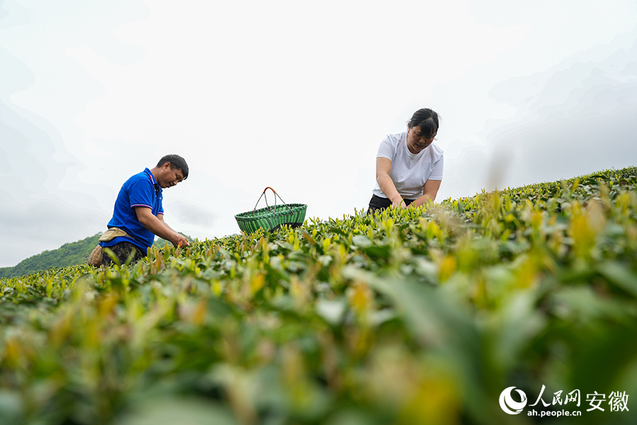 茶園里，村民采摘鮮葉。人民網(wǎng)記者 王銳攝