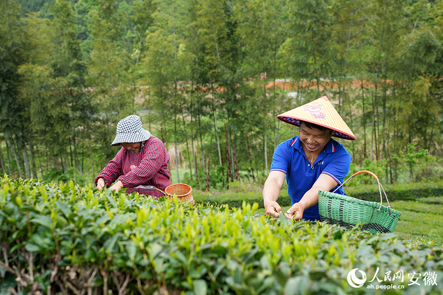 茶園笑聲。人民網(wǎng)記者 王銳攝