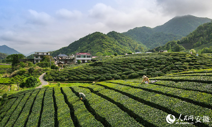 葛公鎮(zhèn)橋聯(lián)村，茶農(nóng)正忙著搶摘新冒出尖的茶葉嫩芽。人民網(wǎng)記者 王銳攝