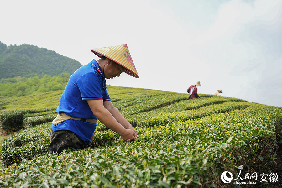 村民采茶正忙。人民網(wǎng)記者 王銳攝