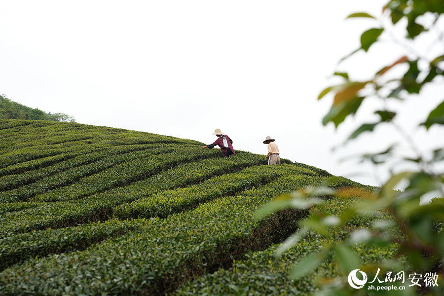 茶農(nóng)正忙著搶摘新冒出尖的茶葉嫩芽。人民網(wǎng)記者 王銳攝