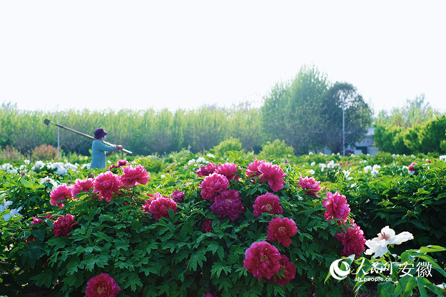 當(dāng)?shù)厮庌r(nóng)走在盛開(kāi)的牡丹園。人民網(wǎng)記者 韓震震攝