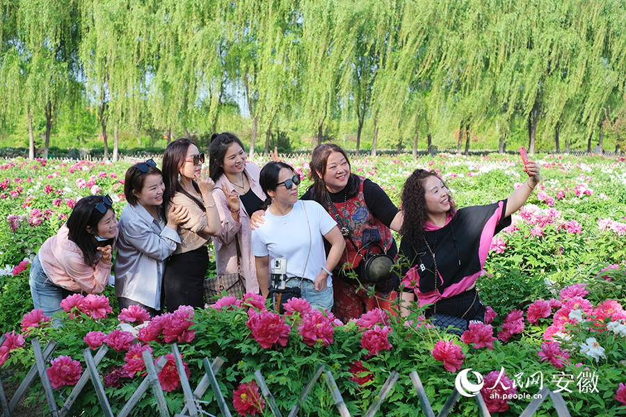 游客們在牡丹園內(nèi)打卡拍照。人民網(wǎng)記者 韓震震攝