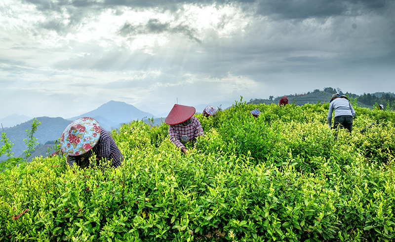 績溪縣上莊鎮(zhèn)的高山茶園。章曉璇攝
