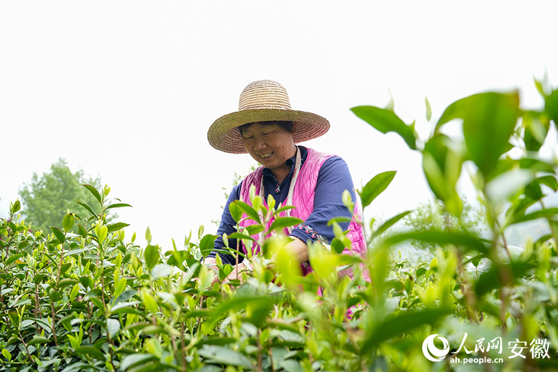 大灣村村民王景枝正在茶園里采摘茶葉。人民網(wǎng)記者 王銳攝