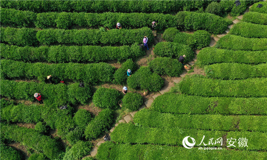 采茶工在云上茶園采摘鮮葉。人民網(wǎng)記者 張俊攝