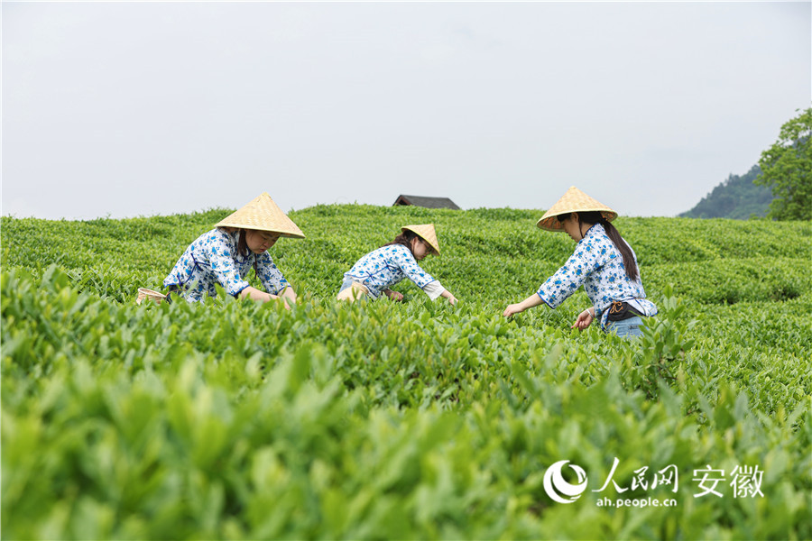 游客在云上茶園體驗(yàn)采茶。人民網(wǎng)記者 張俊攝
