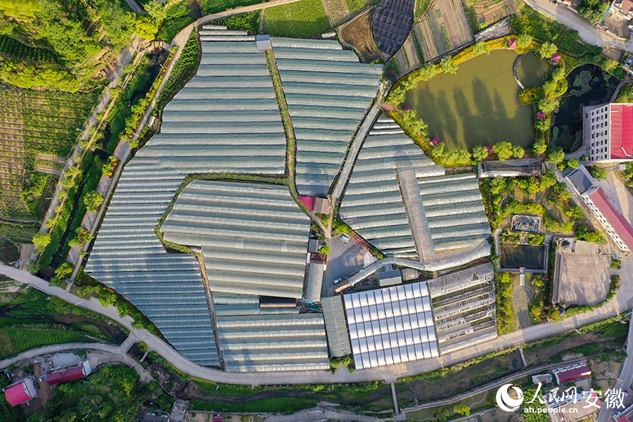 俯瞰王畈村葡萄園。人民網(wǎng)記者 陳若天攝