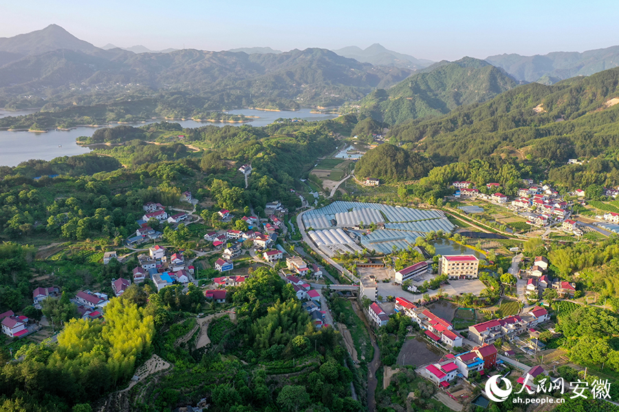 毛尖山鄉(xiāng)王畈村葡萄種植面積達100多畝。人民網(wǎng)記者 陳若天攝