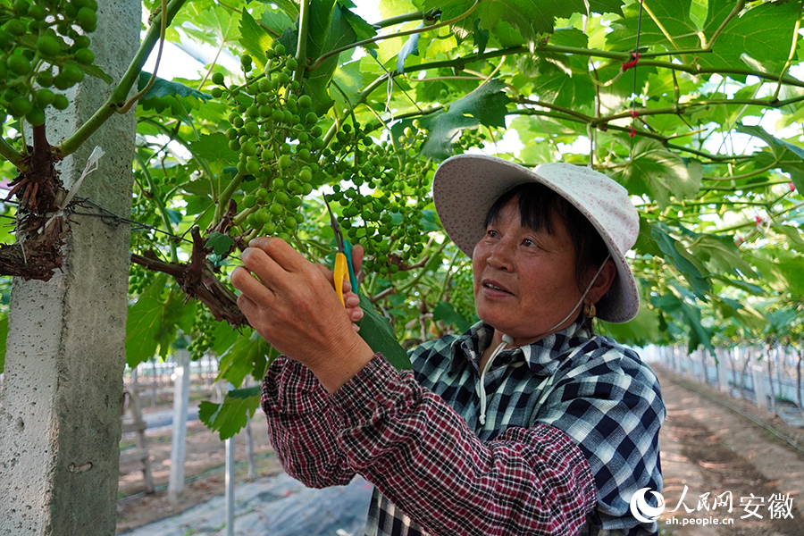 王畈村的葡萄園內(nèi)，工人正在修剪定梢。人民網(wǎng)記者 陳若天攝