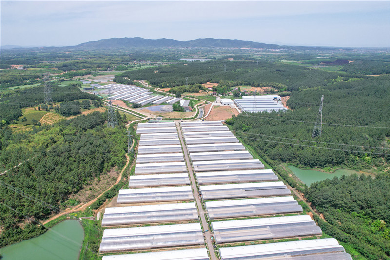 俯瞰茶山中的蛋鴨養(yǎng)殖基地。受訪者供圖