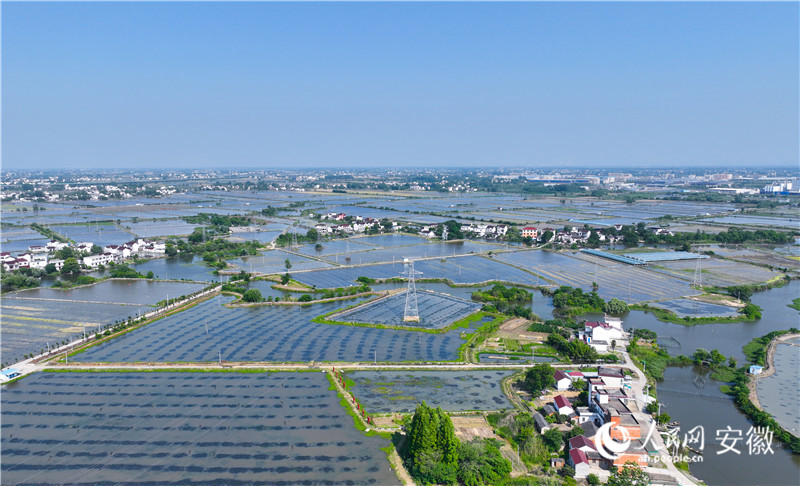 1、俯瞰安徽省無為市福渡鎮(zhèn)黃金壩村的稻蝦養(yǎng)殖基地。人民網(wǎng)記者 陶濤攝