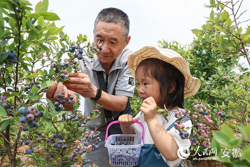 小游客在家長(zhǎng)的陪同下，盡情享受初夏的“莓”好時(shí)光。人民網(wǎng)記者 張俊攝