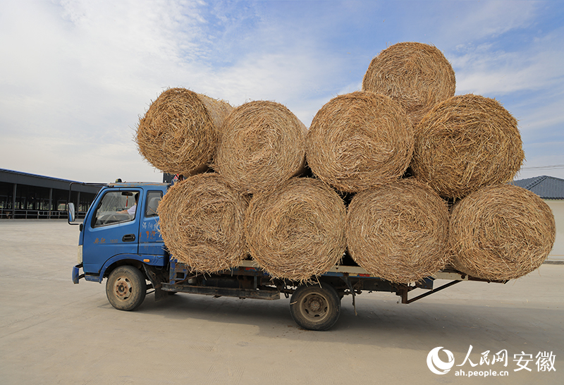 滿載秸稈捆的貨車駛?cè)腽B(yǎng)牛場(chǎng)。人民網(wǎng)記者 王曉飛攝