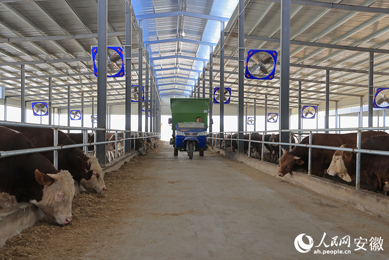 飼養(yǎng)員給肉牛上飼料。人民網(wǎng)記者 王曉飛攝