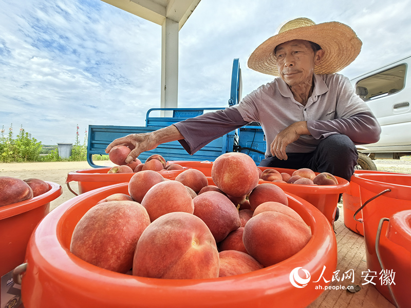色紅個大的鴿子山脆桃。人民網(wǎng)記者 汪瑞華攝