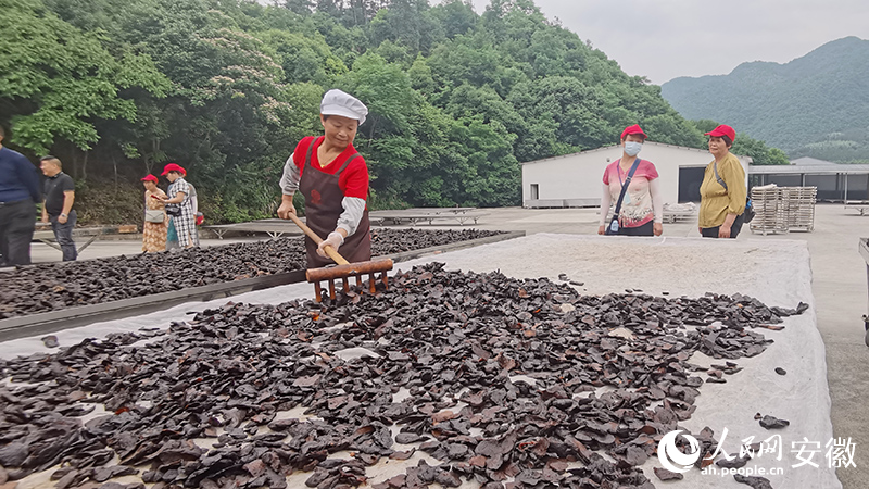 村民在黃精曬場翻曬黃精切片。人民網(wǎng) 胡雨松攝