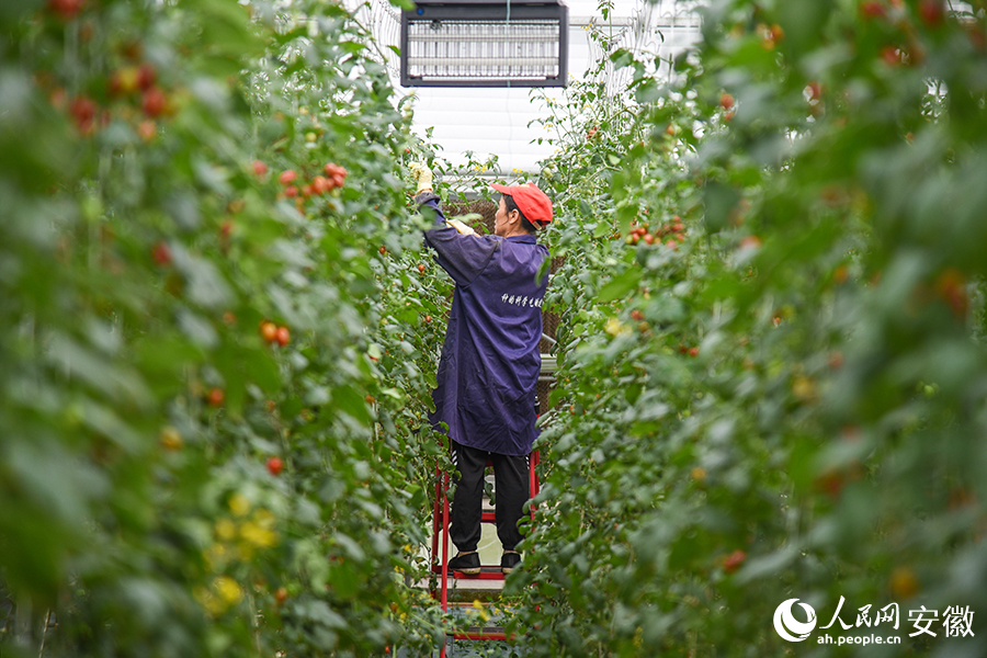 農(nóng)場工作人員正在采收成熟的小番茄。人民網(wǎng)記者 李希蒙攝