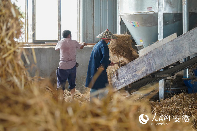 工作人員正在將秸稈轉(zhuǎn)化成飼料。人民網(wǎng)記者 陳若天攝