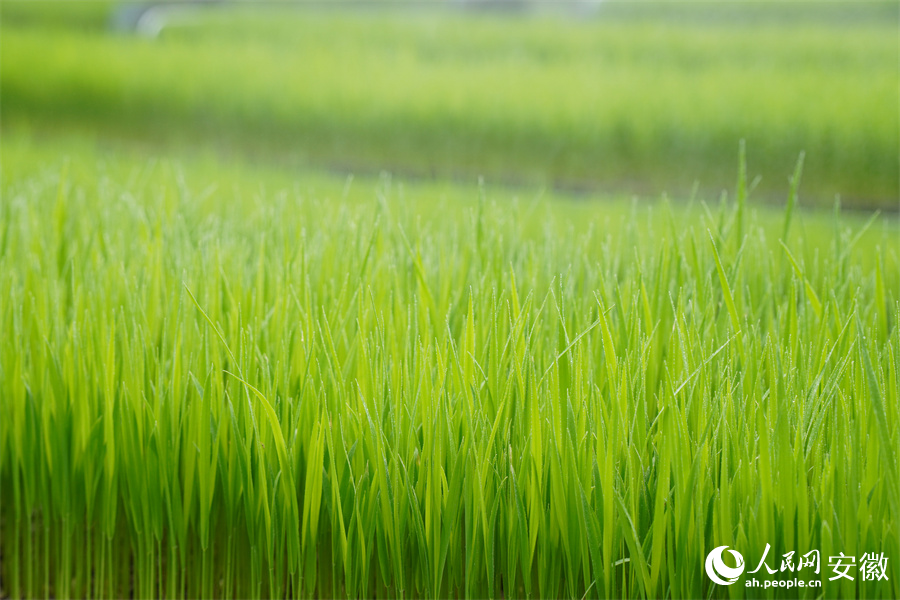 秧苗根系強(qiáng)壯。人民網(wǎng)記者 陳若天攝