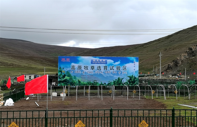 錯(cuò)那市高原牧草選育試驗(yàn)區(qū)。