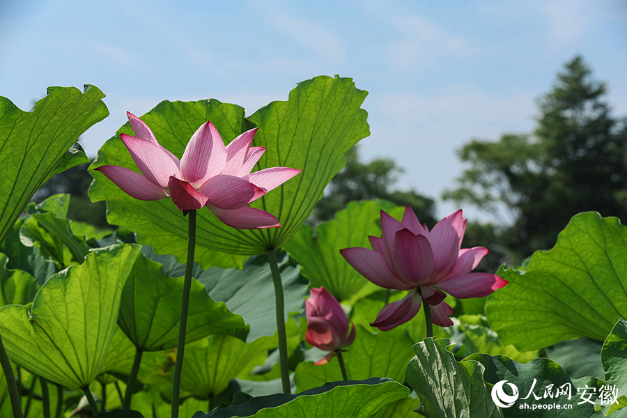 葉是無(wú)窮碧，花是別樣紅。人民網(wǎng)記者 張俊攝
