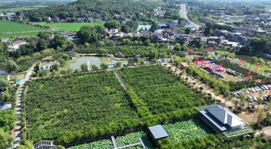 樂田小鎮(zhèn)第四屆黃桃采摘季開幕。