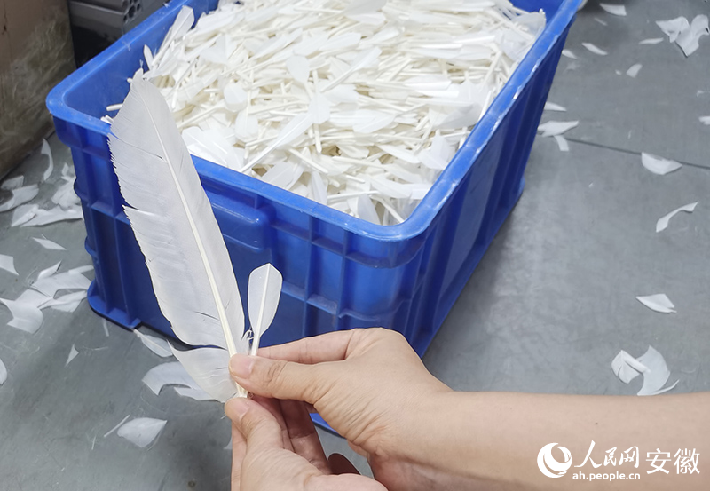 皖西白鵝羽毛切管后大小對(duì)比。人民網(wǎng) 胡雨松攝