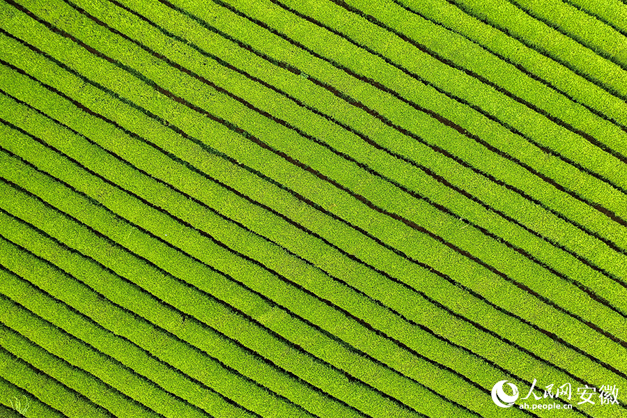 俯瞰湄潭縣萬(wàn)畝茶園。人民網(wǎng)記者 陳若天攝