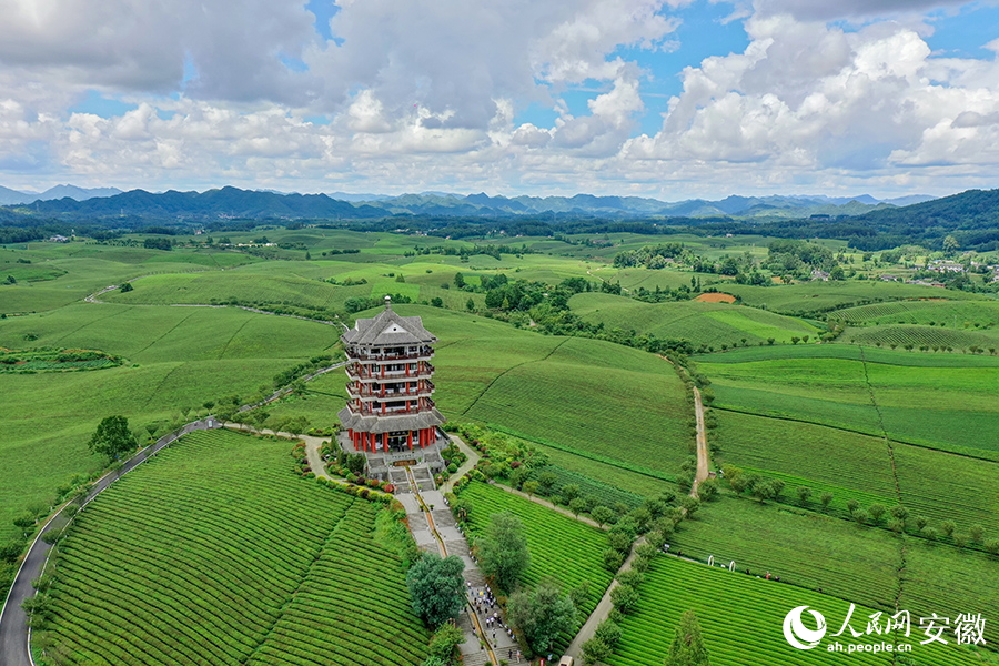 俯瞰湄潭縣萬(wàn)畝茶園。人民網(wǎng)記者 陳若天攝