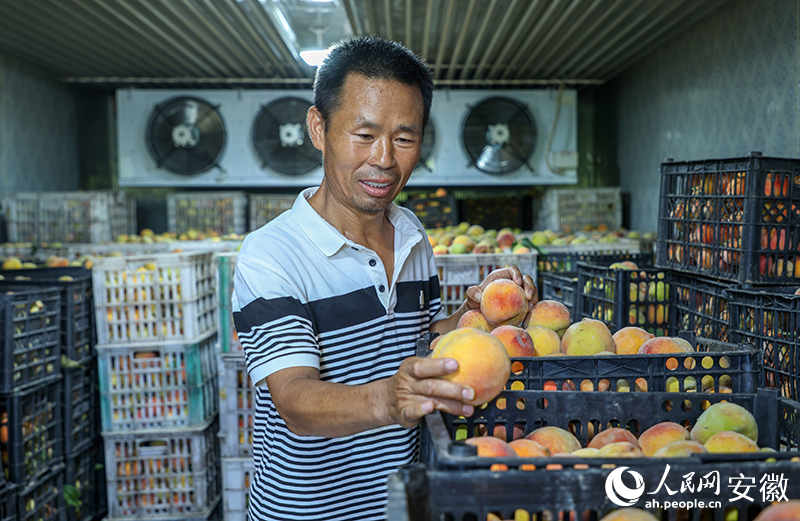 桃園負(fù)責(zé)人董旭在展示冷庫里的鮮桃。人民網(wǎng)記者 陶濤攝