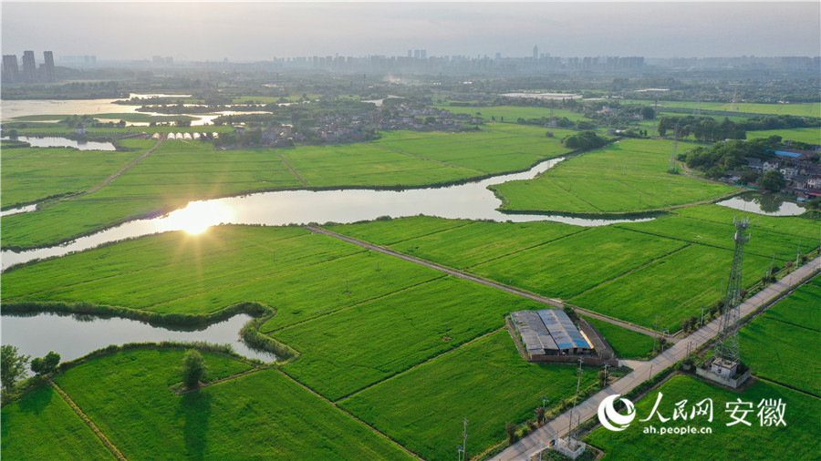 俯瞰蕪湖火龍街道圍山村高標(biāo)準(zhǔn)農(nóng)田。人民網(wǎng)記者 張俊攝