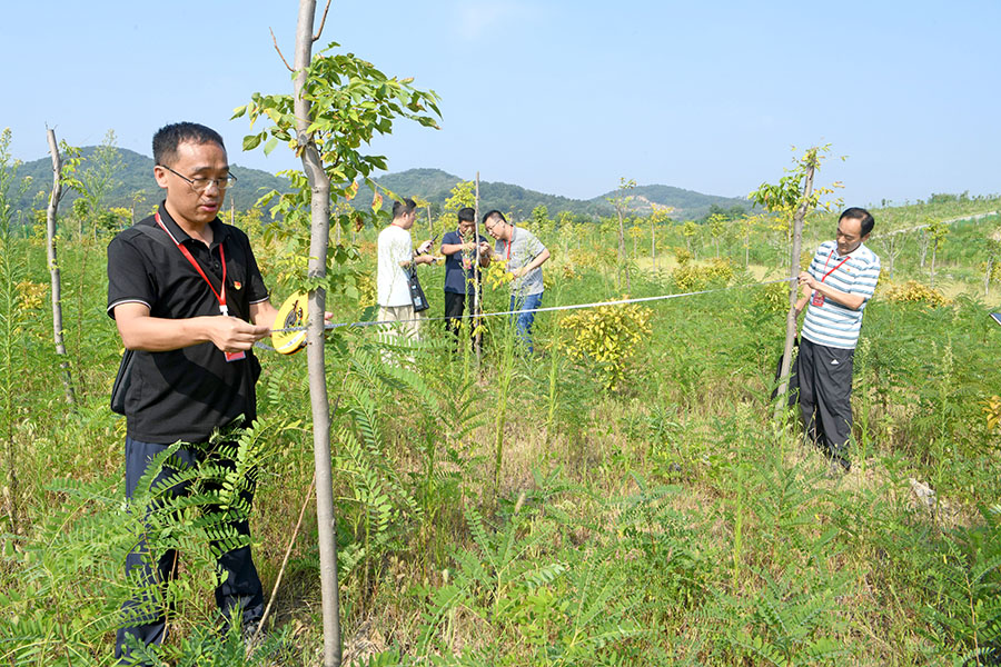 安徽省淮南市專項巡察組成員對八公山區(qū)丁家山采石場廢棄礦山生態(tài)修復(fù)治理項目中樹木間距、樹徑進(jìn)行現(xiàn)場測量，把脈礦山生態(tài)修復(fù)中的問題。