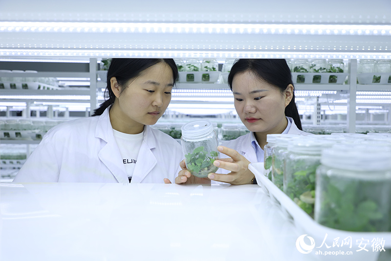 7、工作人員正在檢查生長在培養(yǎng)基內(nèi)的中藥苗種。人民網(wǎng)記者 陶濤攝