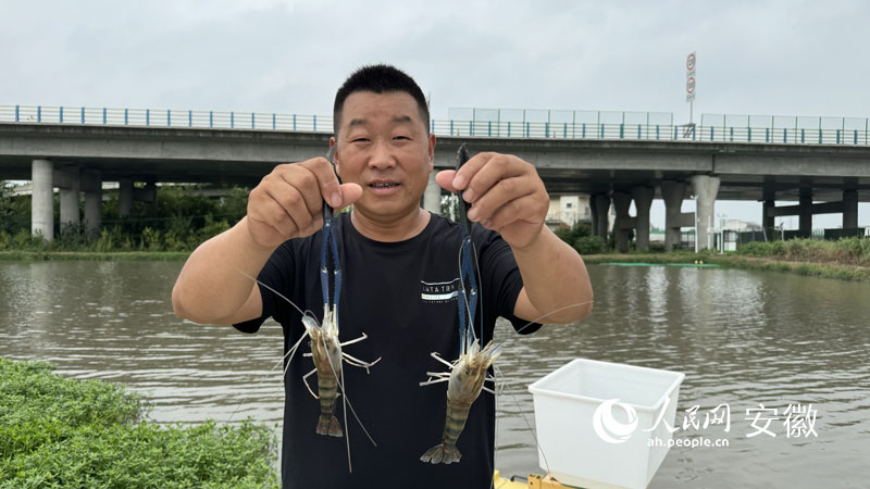 新鮮捕撈上來的羅氏沼蝦。郭昊攝