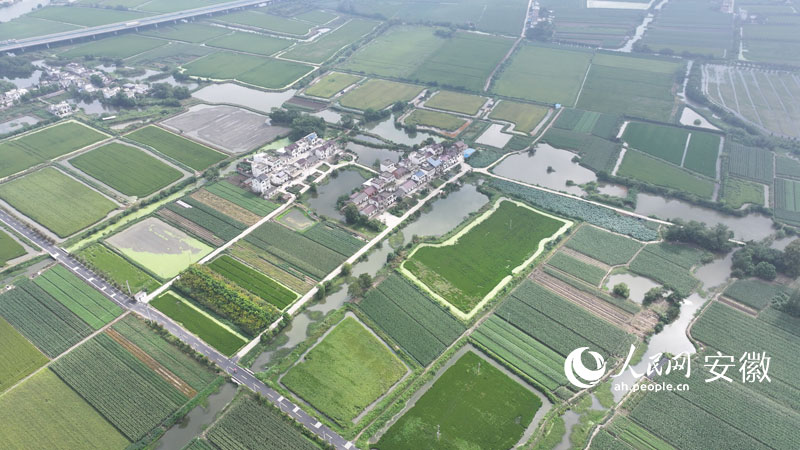 俯瞰無為市福渡鎮(zhèn)“一稻兩蝦”種養(yǎng)模式。郭昊攝