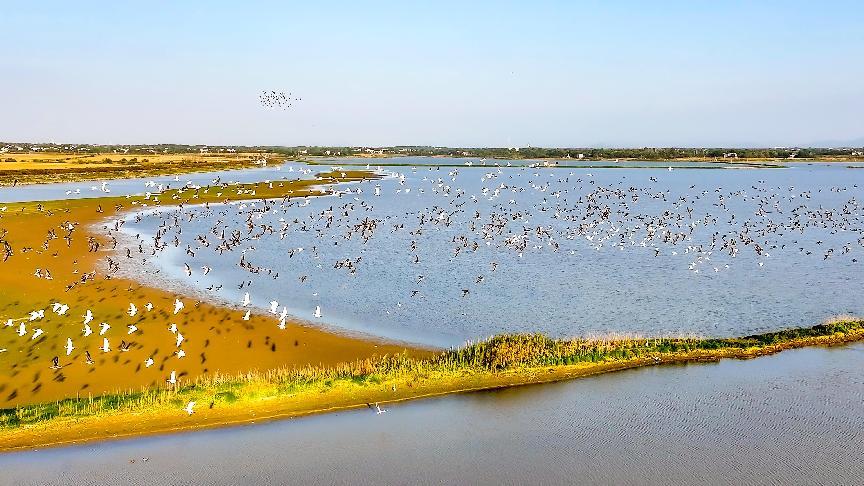 候鳥到白兔湖濕地過(guò)冬。桐城市委宣傳部供圖