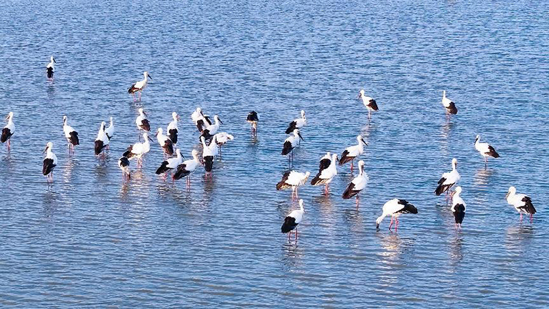 候鳥到白兔湖濕地過(guò)冬。桐城市委宣傳部供圖